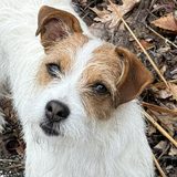 Mango, a Jack Russell terrier