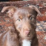 Roo, a Jack Russell terrier